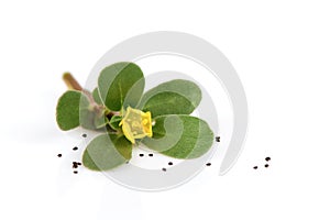 Purslane flowers, green leaves and seeds isolated on white background