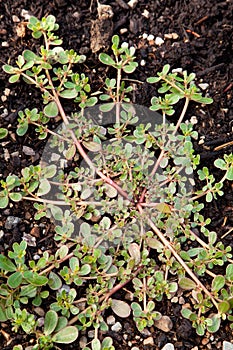 Purslane Lettuce
