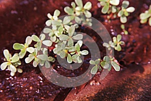 Purslane, medicinal plant