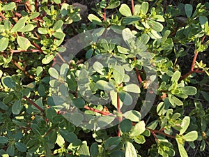 Purslane background isolate