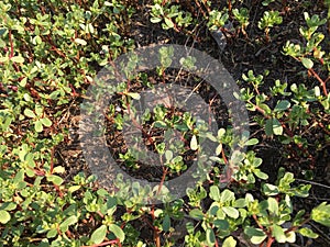 Purslane background isolate