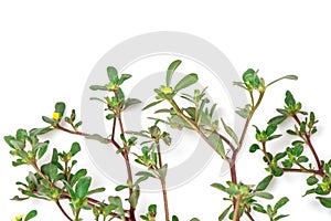 Purslane or pigweed purslane branch flowers and green leaves isolated on  white background.top view,flat lay
