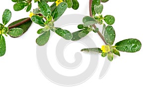 Purslane or pigweed purslane branch flowers and green leaves isolated on  white background.top view,flat lay