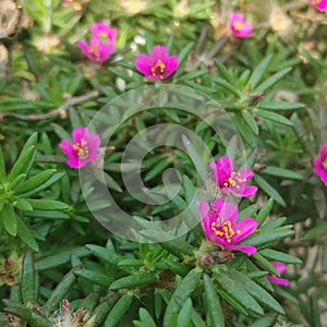 Purslane pilosa flowers