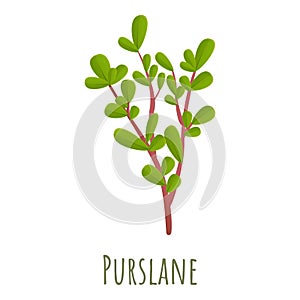 Purslane plant icon, cartoon style