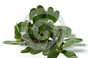 Purslane plant or Portulaca isolated