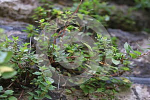 Purslane plant Portulaca oleracea, also known as verdolaga, red root, or pursley on a rock