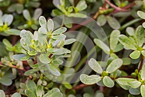 Purslane plant portulaca oleracea outdoors