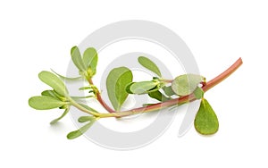 Purslane (Portulaca oleracea)