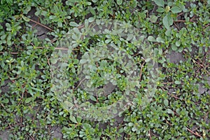 Purslane. Portulaca oleracea. Field. Growing. Agriculture. Weeds