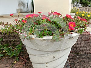 The purslane portulaca plant in Indian garden