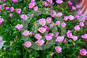 Purslane or Pussley or Rose mose or Sun plant photo