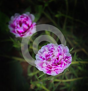 Purslane rose or rose moss in Latin is called Portulaca grandiflora