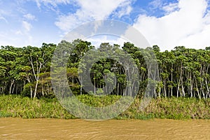 The purus river and tropical forest