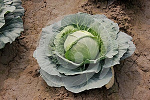 Pusa cabbage Hybrid 1