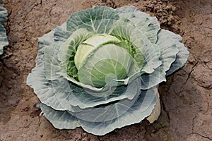 Pusa cabbage Hybrid 1