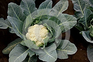 Pusa snowball K-1 Cauliflower