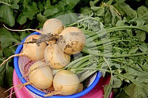 Pusa Swarnima Turnip