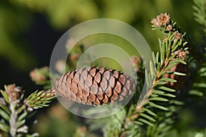 Pusch Norway spruce