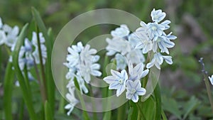 Puschkinia scilloides Striped squill  is a genus of three known species of bulbous perennials in the family