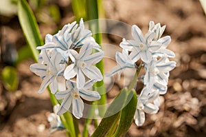 Puschkinia scilloides - view of blooming spring flowers growing in a garden