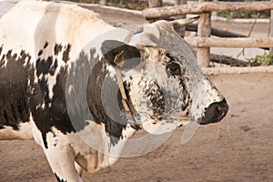 Pustertaler cattle in the barn