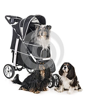 Pushchair for dog