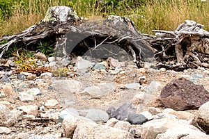 Pushed up tree stumps show the rugged coast of Vinalhaven Islnad Maine