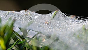 Pushing Through the Dew Covered Spiderwebs of Early Morning