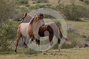 Pushing fight between wild horse stallions in the springtime desert in the Salt River wild horse management area near Mesa Arizona