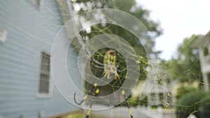 Pushing Through Yellow Spider Web To Jaro Spider Spinneret