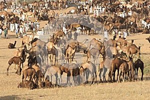 Pushkar Camel Fair