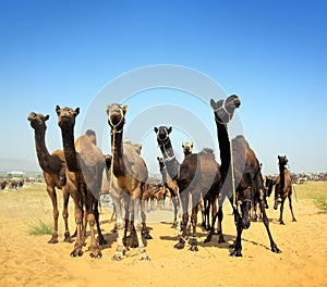 Camels during festival in Pushkar photo