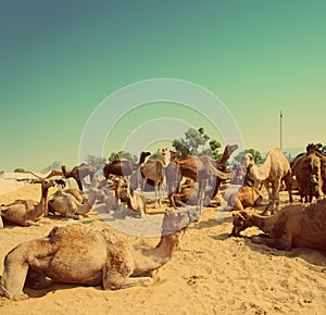 Pushkar Camel Fair - vintage retro style