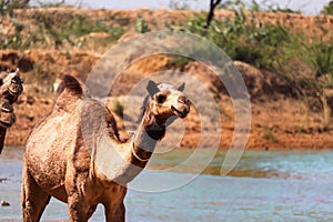 Pushkar Mela is one of the world's largest camel fairs and important tourist attraction. photo
