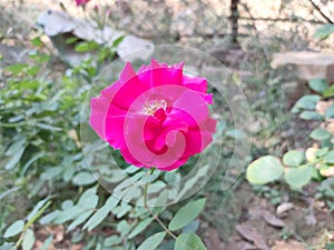 Pushpa Rose flower