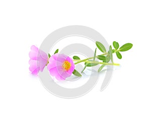 Pusley flower isolated on white