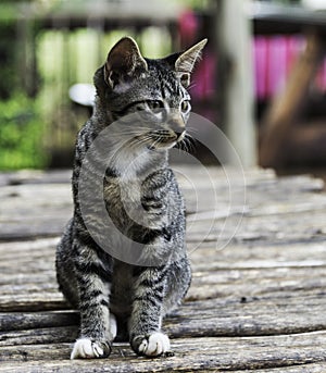 Puss or cat sitting on wooden plate