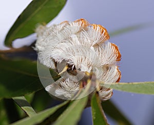 Puss caterpillar (Megalopyge opercularis)  larval form of southern flannel moth, woolly slug, puss moth, asp caterpillar