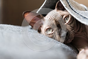 Puss cats under a grey blanket, bald cat ,Sphynx pet