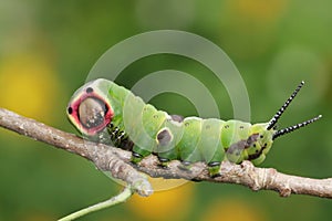 A Puss Moth Caterpillar, Cerura vinula, feeding on an aspen leaf in woodland.