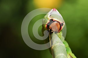 A Puss Moth Caterpillar Cerura vinulais eating an Aspen tree leaf Populus tremula in woodland .