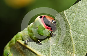 A Puss Moth Caterpillar Cerura vinulais eating an Aspen tree leaf Populus tremula in woodland . photo