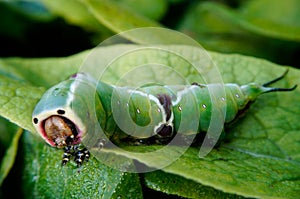 A Puss Moth Caterpillar Cerura vinulais eating an tree leaf in woodland .