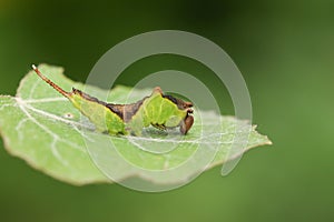 A Puss Moth Caterpillar Cerura vinulais feeding on an Aspen tree leaf Populus tremula in woodland.