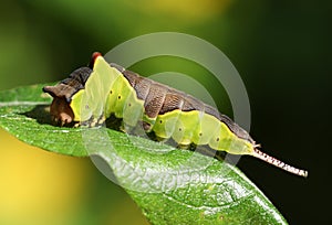 A Puss Moth Caterpillar Cerura vinulais feeding on a Willow tree leaf in woodland.