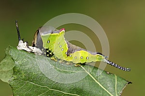 A Puss Moth Caterpillar Cerura vinulais resting on an Aspen tree leaf Populus tremula in woodland just after it has shed its s