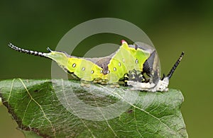 A Puss Moth Caterpillar Cerura vinulais resting on an Aspen tree leaf Populus tremula in woodland just after it has shed its s