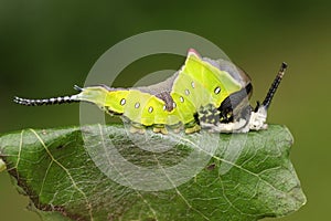 A Puss Moth Caterpillar Cerura vinulais resting on an Aspen tree leaf Populus tremula in woodland just after it has shed its s