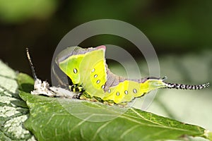 A Puss Moth Caterpillar Cerura vinulais resting on an Aspen tree leaf Populus tremula in woodland just after it has shed its s